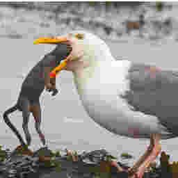 seagull eating rat